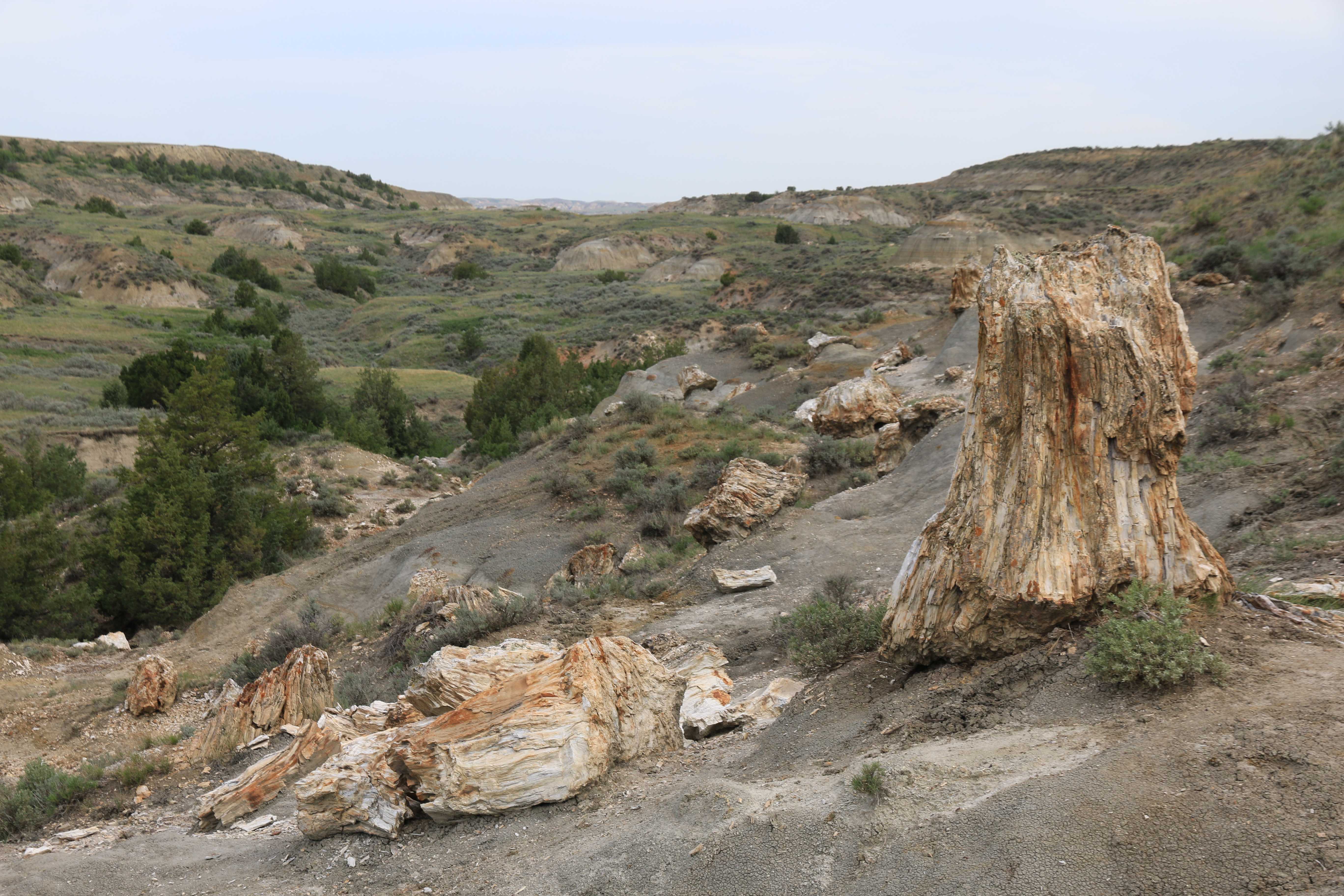 Theodore Roosevelt NP